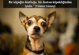 Kopegin Dostlugu Ile Ilgili Guzel Sozler Guzel Sozler 2021