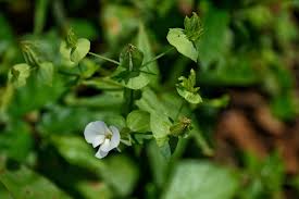 Image result for Canscora alata