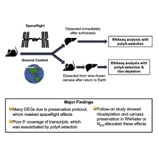 The agonist always pairs with an antagonist muscle that produces the opposite effect on the same bones. Rnaseq Analysis Of Rodent Spaceflight Experiments Is Confounded By Sample Collection Techniques Sciencedirect