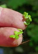 Image result for Landoltia punctata