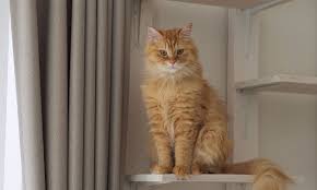 ‪Why Do Cats Like High Places? | Zoetis Petcare‬‏