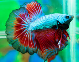 Could Use Some Pics Betta Fish Halfmoon Betta Betta