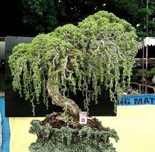 We did not find results for: Bonsai Weeping Willow Bonsai Tree Bonsai Tree Types Bonsai Garden