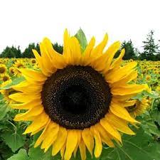 Sunflower Seeds Mammoth Grey Stripe Helianthus Annuus Mammoth Sunflower Cat Plants Poisonous Plants