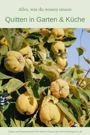 Quitten Altes Obst Neu In Mode Mit Rezept Fur Quittengelee Und Sirup In 2020 Quitten Rezept Fur Quittengelee Gemuse Anbauen