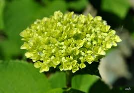 Kết quả hình ảnh cho cẩm tú cầu nhiều màu