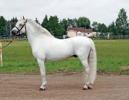 Welcome to the welsh pony & cob society of america. The Welsh Pony Cob Horse Journals