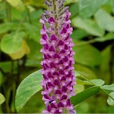 Image result for Uraria