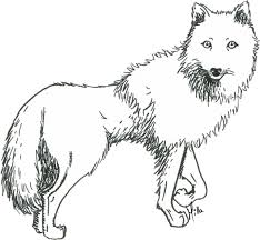 How to draw wolf step by step. Download Prometheus Drawing White Wolf Sketch Of An Arctic Wolf Png Image With No Background Pngkey Com