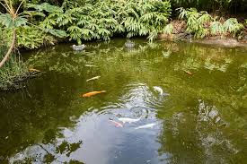 You dont want it so large as to make things like cleaning your pond catching your fishin case of illness or viewing your fish impractical. How Much Does A Koi Pond Cost To Install And Maintain Happy Diy Home
