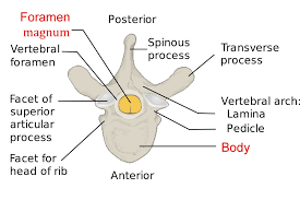 Vertebrae Different Types Cervical Thoracic Lumbar