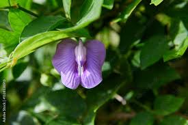 Image result for Centrosema pubescens