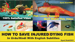 How To Save Injured Or Dying Fish Complete Info Guide Urdu Hindi With English Sub Youtube