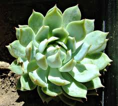 For succulent newbies, it can be difficult to get a good read on the health of your plant. Caring For Echeveria Rosette Forming Succulents Drought Tolerant