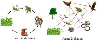 Sebutkan Masing Masing 3 Contoh Komponen Biotik Dan Abiotik Sebutkan Itu