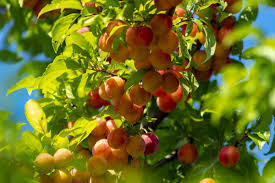 Plant the seed 2 to 3 inches deep in the sand and perlite mixture and water it thoroughly. Plum Seed Germination Time Period Temperature Process Agri Farming