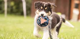 Pet city colorado, colorado springs, co. Pet City Pet Shops Pet Supplies Puppies For Sale Colorado Springs