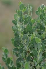 Image result for Lopholaena sp.no.1