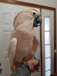 Strawberry is sweet bird who spent a lot of time in her old home in a cage. Parrots For Sale Vincent S Bird Home
