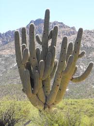 Learn about and identify cactus in arizona! Visited Arizona And Saw Some Big Ass Cacti Pics