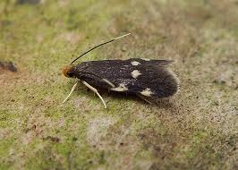 Image result for Telechrysis tripuncta