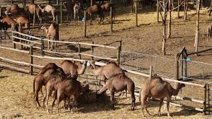 How much water does a camel drink. Australian Camel Milk Production Cranks Up To Cater For Global Demand