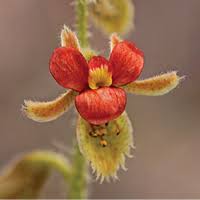 Image result for Gelrebia glandulosopedicellata