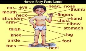 Maybe you would like to learn more about one of these? Human Body Parts Name