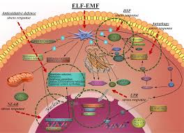 ROS‐mediated cellular stress response: (1) mild accumulation of ...