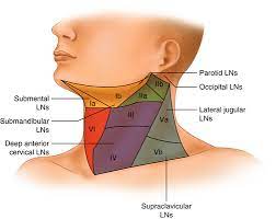 Swollen cervical lymph nodes can be a normal occurrence. Cervical Lymphadenopathy Springerlink