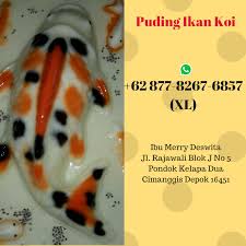 Karena kami tidak membuat secara massal dan dibuat stock. Cara Membuat Puding Ikan Koi Warna Warni Membuat Itu
