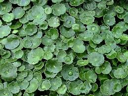 Image result for Hydrocotyle