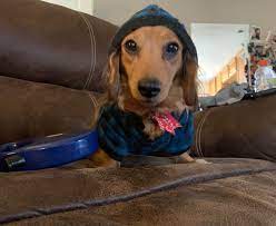 (jaxer, tue 9 dec 2003, 7:23, more). Just Living The Hood Life Aka The Gangsta Weenie Life Aww
