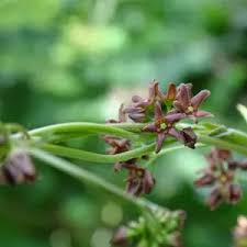 Image result for Vincetoxicum