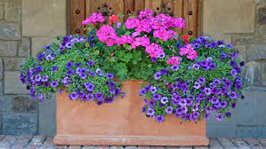 En septembre commence à arriver les premières plantes et bulbes pour garnir vos bacs et jardinières pour cet automne et hiver, jusqu'à la nouvelle saison des annuelles. Que Planter Dans Ses Jardinieres D Ete M6 Deco Fr