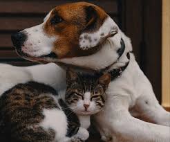 Integrative Veterinary Medicine & Acupuncture & Urgent Care - Williston  Park Animal Hospital