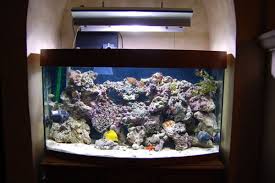 Coral fan rock dry dead reef saltwater 2 lb 13 0z lt. How To Cure Your Live Rock Before Placing It In Your Aquarium
