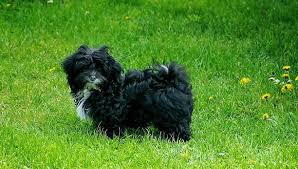 Maybe you would like to learn more about one of these? Bolonka Zwetna Hundemagazin Com