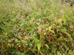 Image result for Berlinia orientalis