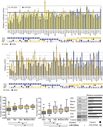 Epithelial-Mesenchymal Transition