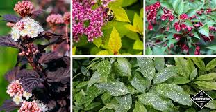 If space is an issue, look for dwarf 'compactum', which grows only 3 feet tall. Best 10 Shrubs With Colorful Foliage Gardening Channel