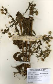 Image result for Laggera crispata