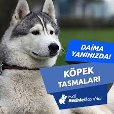Kopek Tasmalari Evcilbesinleri Com Da Kopek