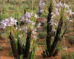 Image result for Xerophyta zambiana