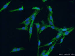 The small gtpase cdc42 is a key regulator of cell polarization. Cdc42 Antibody 10155 1 Ap Proteintech