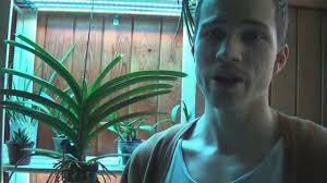 Best type of led grow lights Growing Orchids With Artificial Light Led Strips Youtube