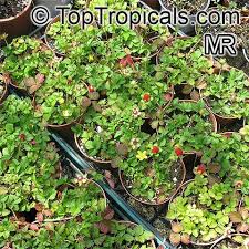 Image result for Duchesnea indica