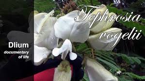 Image result for Tephrosia vogelii