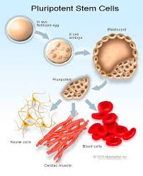 Maybe you would like to learn more about one of these? Stem Cells Definition Therapy Types Uses Function