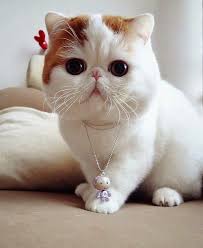 Top 5 Calm Cats For Kids Exotic Shorthair Kedi Cat Kitten Kedi Yavru Kediler Ve Sevimli Kediler